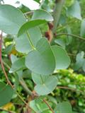 Eucalyptus globulus   Eucalyptus intertexta